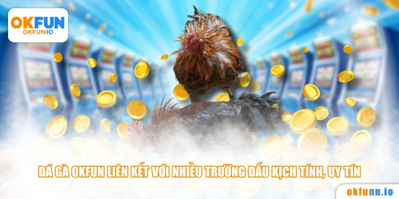 Đá gà OKFUN liên kết với nhiều trường đấu kịch tính, uy tín