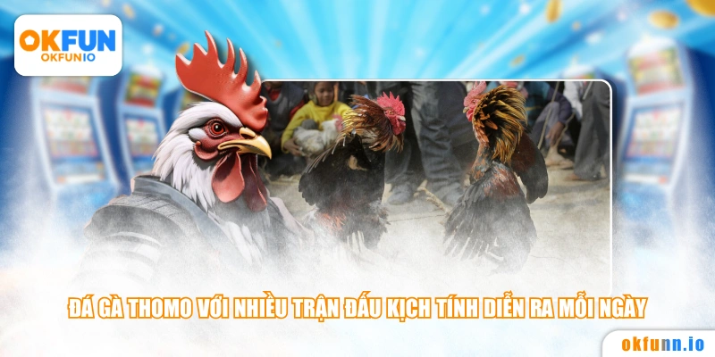 Đá gà Thomo với nhiều trận đấu kịch tính diễn ra mỗi ngày