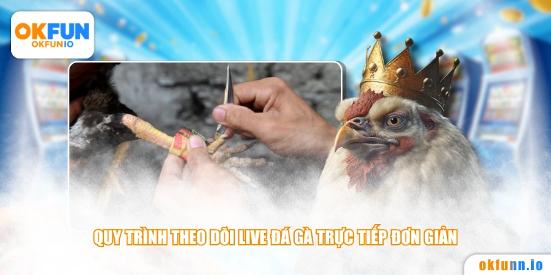 Quy trình theo dõi live đá gà trực tiếp đơn giản