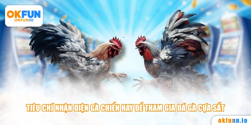 Tiêu chí nhận diện gà chiến hay để tham gia đá gà cựa sắt