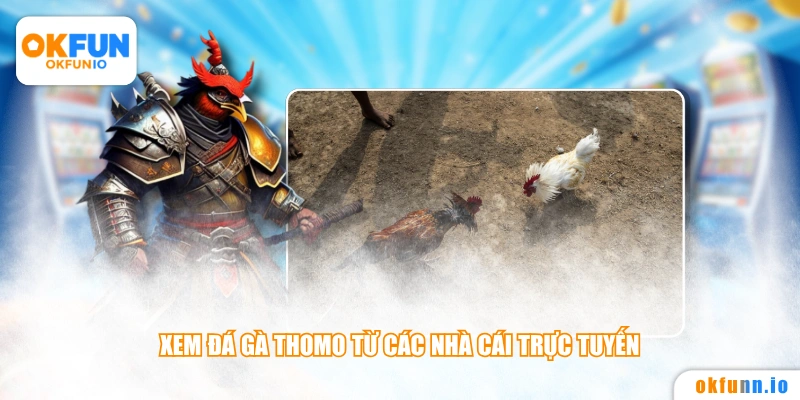 Xem đá gà Thomo từ các nhà cái trực tuyến